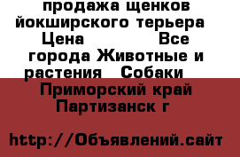 продажа щенков йокширского терьера › Цена ­ 25 000 - Все города Животные и растения » Собаки   . Приморский край,Партизанск г.